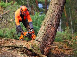 How Our Tree Care Process Works  in  Indian Springs Village, AL