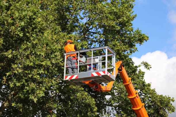 Indian Springs Village, AL Tree Removal Company